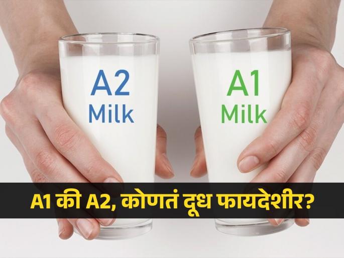 Difference between A1 and A2 milk and which milk is best for health? | A1 आणि A2 दुधात असतो फरक, पण मग आरोग्यासाठी कोणतं दूध ठरतं बेस्ट? जाणून घ्या दोन्हीतील वेगळेपण... Difference between A1 and A2 milk and which milk is best for health? | A1 आणि A2 दुधात असतो फरक, पण मग आरोग्यासाठी कोणतं दूध ठरतं बेस्ट? जाणून घ्या दोन्हीतील वेगळेपण...
