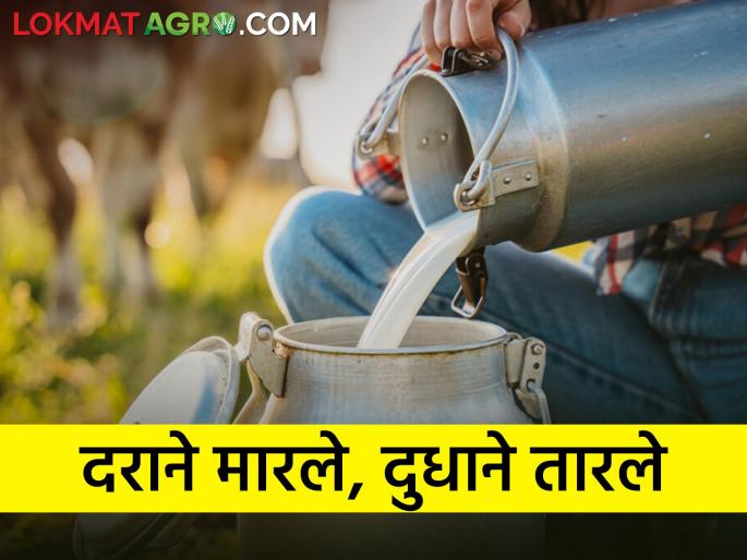 Killed by price of farm goods, saved by milk, milk business in trouble due to scarcity of fodder | शेतमालांच्या भावाने मारले, दुधाने तारले, चारा टंचाईमुळे दुध व्यवसाय अडचणीत Killed by price of farm goods, saved by milk, milk business in trouble due to scarcity of fodder | शेतमालांच्या भावाने मारले, दुधाने तारले, चारा टंचाईमुळे दुध व्यवसाय अडचणीत