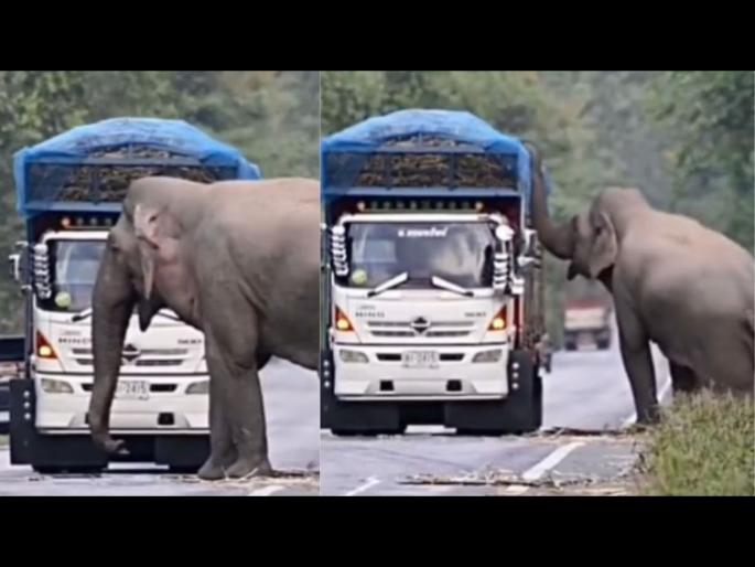 Elephant stops passing trucks to eat sugarcane, Cute video goes viral | Video : हत्तीची 'टोल' वसूली! ऊस भरून नेणारा ट्रक अडवला अन्... Elephant stops passing trucks to eat sugarcane, Cute video goes viral | Video : हत्तीची 'टोल' वसूली! ऊस भरून नेणारा ट्रक अडवला अन्...