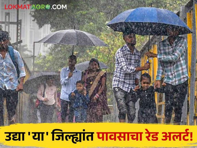 Maharashtra Rain : Konkan, Western Ghats tomorrow strong! Red alert of rain for this district! | Maharashtra Rain Update : कोकण, पश्चिम घाटमाथ्यावर जोरदार पाऊस! 'या' जिल्ह्यांसाठी पावसाचा रेड अलर्ट!
