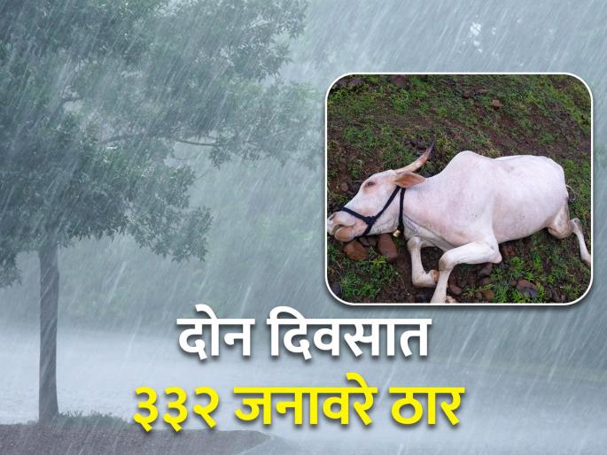 332 animals were killed in two days in West Varhad, most loss of livestock due to unseasonal rains.... | पश्चिम वऱ्हाडात दोन दिवसात ३३२ जनावरे ठार, अवकाळी पावसामुळे सर्वाधिक पशुधनाची हानी....