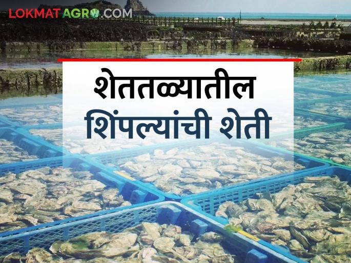 Success Story: Farming of Mussels, Successful experiment of two brothers | Success Story: शेततळ्यात केली शिंपल्यांची शेती, दोन भावांचा यशस्वी प्रयोग