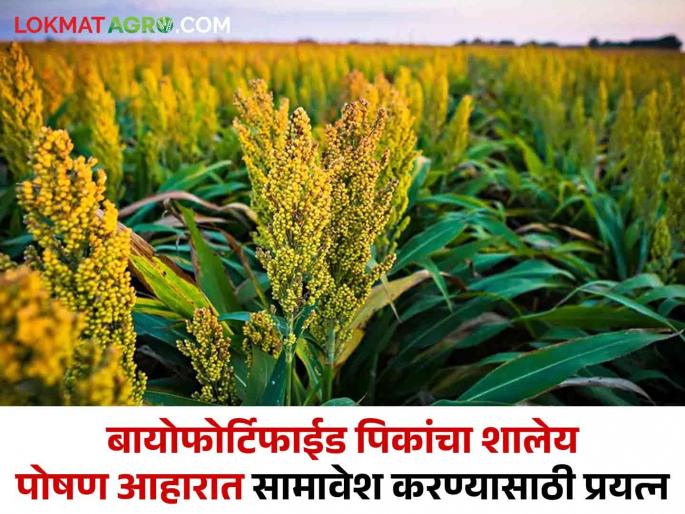 Biofortified crops Workshop Inclusion Biotechnology Fortified Food Grains in MDM and ICDS Schemes | Biofortified Crops : जैवतंत्रज्ञान वर्धित पोषण धान्यांचा MDM आणि ICDS योजनांमध्ये सामावेश करण्यासाठी कार्यशाळा Biofortified crops Workshop Inclusion Biotechnology Fortified Food Grains in MDM and ICDS Schemes | Biofortified Crops : जैवतंत्रज्ञान वर्धित पोषण धान्यांचा MDM आणि ICDS योजनांमध्ये सामावेश करण्यासाठी कार्यशाळा