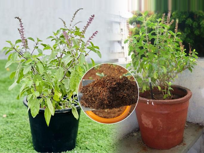 Gardening Tips How to Take Care of Tulsi Basil Plant at Home : Did the basil wilt? It will bloom again - it will be green, do 1 simple solution... | तुळस वाळून गेली? पुन्हा येईल बहरून- होईल हिरवीगार, करा १ सोपा उपाय...