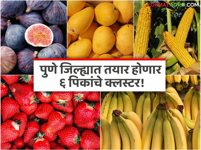 District Collector on action mode for Agriculture Five cash crop clusters to be created in Pune | 'कृषी'साठी जिल्हाधिकारी अॅक्शन मोडवर; पुण्यात तयार होणार ६ नगदी पिकांचे क्लस्टर District Collector on action mode for Agriculture Five cash crop clusters to be created in Pune | 'कृषी'साठी जिल्हाधिकारी अॅक्शन मोडवर; पुण्यात तयार होणार ६ नगदी पिकांचे क्लस्टर