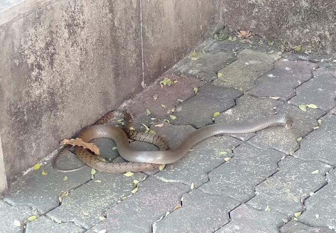 The snake was found in Aarey's municipal school | पालिकेच्या शाळेत आढळला साप, कोविडमुळे बंद शाळांत होतोय वावर