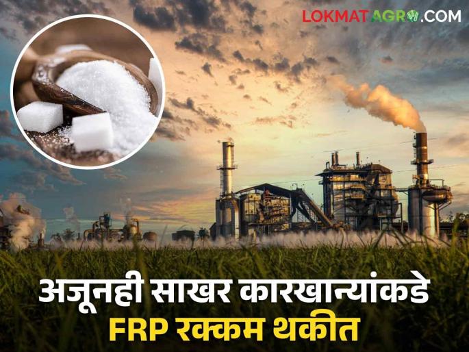 Sugarcane FRP : Sugarcane season is over but still 'so much' amount of FRP is left with factories | Sugarcane FRP : गाळप हंगाम संपला पण अद्यापही 'एवढी' एफआरपीची रक्कम कारखान्यांकडे बाकी Sugarcane FRP : Sugarcane season is over but still 'so much' amount of FRP is left with factories | Sugarcane FRP : गाळप हंगाम संपला पण अद्यापही 'एवढी' एफआरपीची रक्कम कारखान्यांकडे बाकी