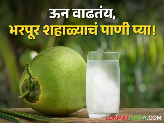 Coconut Water Market: People of Nashik, the mercury has risen, drink a lot of coconut water, but how much does coconut cost? | नाशिककरांनो पारा वाढलाय, भरपूर शहाळ्याचं पाणी प्या, पण शहाळं किती रुपयाला? Coconut Water Market: People of Nashik, the mercury has risen, drink a lot of coconut water, but how much does coconut cost? | नाशिककरांनो पारा वाढलाय, भरपूर शहाळ्याचं पाणी प्या, पण शहाळं किती रुपयाला?