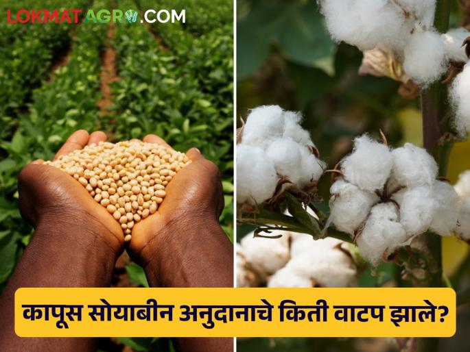 How much cotton and soybean subsidy was distributed? Are 28 lakh account holders still deprived? | कापूस सोयाबीन अनुदानाचे किती वाटप झाले? २८ लाख खातेदार अजूनही वंचित का? How much cotton and soybean subsidy was distributed? Are 28 lakh account holders still deprived? | कापूस सोयाबीन अनुदानाचे किती वाटप झाले? २८ लाख खातेदार अजूनही वंचित का?