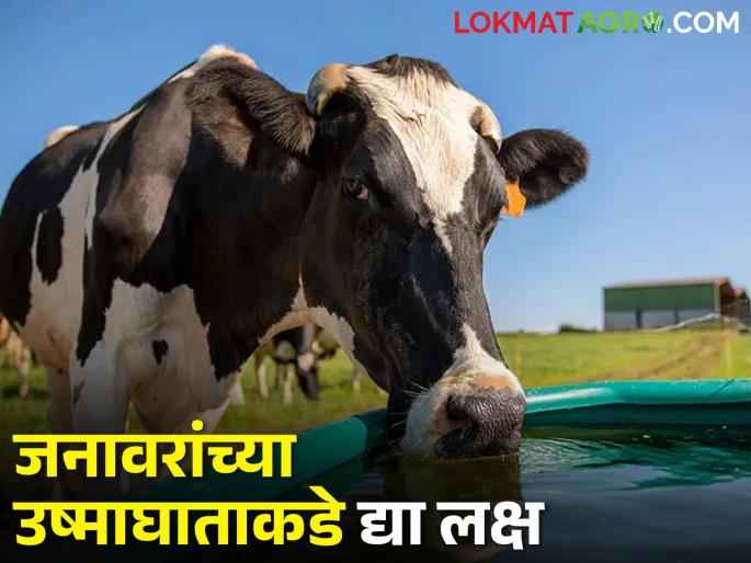 Protect animals from heatstroke, these simple solutions to keep cool in the cowshed | जनावरांचे उष्माघातापासून करा संरक्षण, गोठ्यात थंडावा राहण्यासाठी हे सोपे उपाय Protect animals from heatstroke, these simple solutions to keep cool in the cowshed | जनावरांचे उष्माघातापासून करा संरक्षण, गोठ्यात थंडावा राहण्यासाठी हे सोपे उपाय