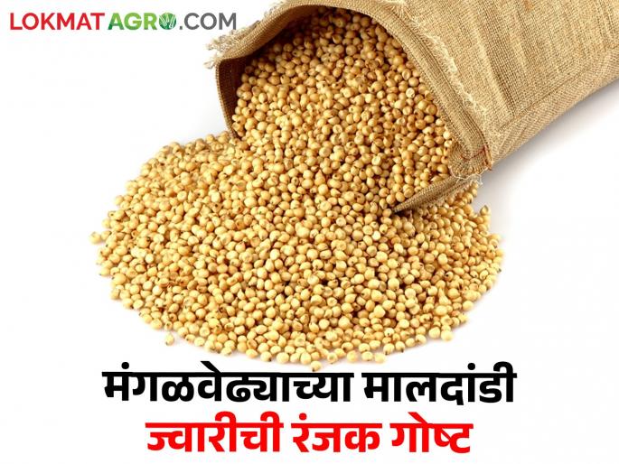 Mangalvedha 'sorghum warehouse', do you know this interesting story about Maldandi sorghum? | मंगळवेढा 'ज्वारीचं कोठार', इथल्या मालदांडी ज्वारीची ही रंजक गोष्ट तुम्हाला माहित आहे का?