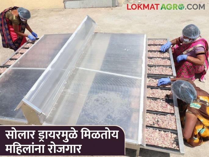 45 women found employment through solar dryer, are earning monthly... | Success Story: सौर वाळवणीतून ४५ महिलांनी शोधला रोजगार, महिन्याकाठी कमवताहेत... 45 women found employment through solar dryer, are earning monthly... | Success Story: सौर वाळवणीतून ४५ महिलांनी शोधला रोजगार, महिन्याकाठी कमवताहेत...