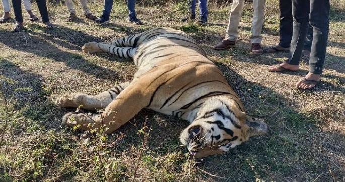 four more accused arrested in rudra tiger death case nearby koka wildlife sanctuary | रुद्रा वाघाच्या मृत्यूप्रकरणी आणखी चौघांना अटक, आरोपींची संख्या पाचवर four more accused arrested in rudra tiger death case nearby koka wildlife sanctuary | रुद्रा वाघाच्या मृत्यूप्रकरणी आणखी चौघांना अटक, आरोपींची संख्या पाचवर