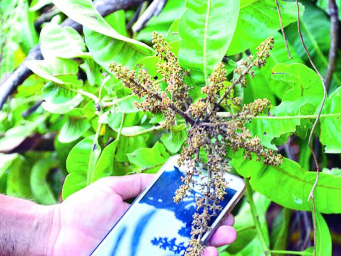 Due to the end of the evil cycle of mangrove diseases- the effects of thrips continue | आंब्यावरील रोगांचे दुष्टचक्र संपता संपेना-- थ्रीप्सचा प्रादुर्भाव कायम Due to the end of the evil cycle of mangrove diseases- the effects of thrips continue | आंब्यावरील रोगांचे दुष्टचक्र संपता संपेना-- थ्रीप्सचा प्रादुर्भाव कायम