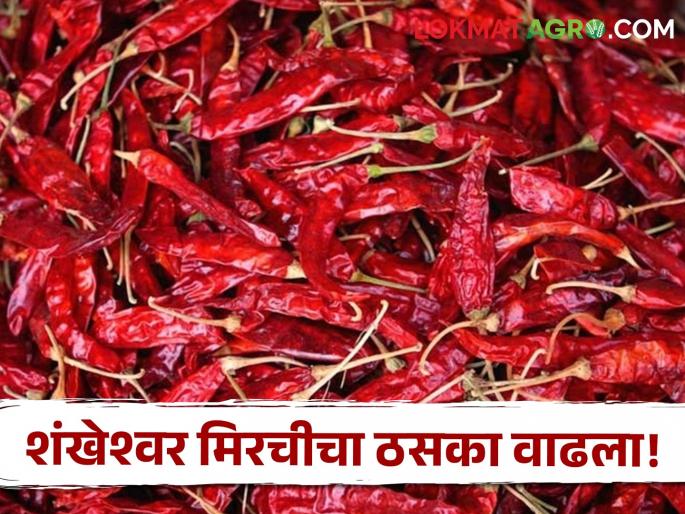 Kolhapur's Shankheswari red chilli powder fetched the highest price per quintal | कोल्हापूरच्या शंखेश्वरी लाल मिरचीचा ठसका, क्विंटलमागे सर्वाधिक मिळाला भाव