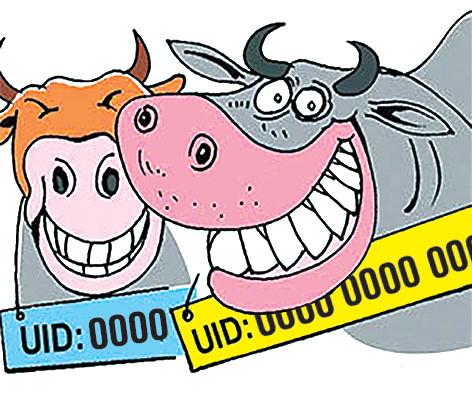 12 digit number tag on animals' ears | जनावरांच्याही कानावर १२ डिजिट नंबरचा टॅग