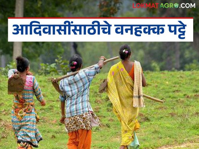 Latest News Agriculture News Tribal brotherhood turned forest lands into gold, wastelands became fertile | Trible Land : आदिवासी बांधवानी वनपट्टे जमिनीचे केलं सोनं, पडीक जमिनी झाल्या सुपीक Latest News Agriculture News Tribal brotherhood turned forest lands into gold, wastelands became fertile | Trible Land : आदिवासी बांधवानी वनपट्टे जमिनीचे केलं सोनं, पडीक जमिनी झाल्या सुपीक