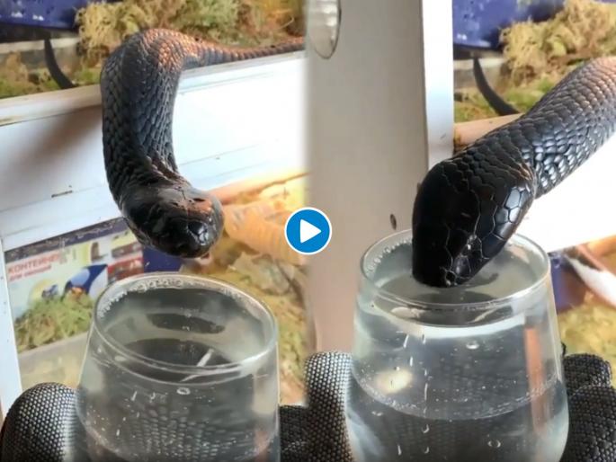 Viral video of cobra seen drinking water from glass | VIRAL : ग्लासमधून पाणी पित होता ब्लॅक कोब्रा, व्हिडीओ पाहून हैराण झाले लोक Viral video of cobra seen drinking water from glass | VIRAL : ग्लासमधून पाणी पित होता ब्लॅक कोब्रा, व्हिडीओ पाहून हैराण झाले लोक