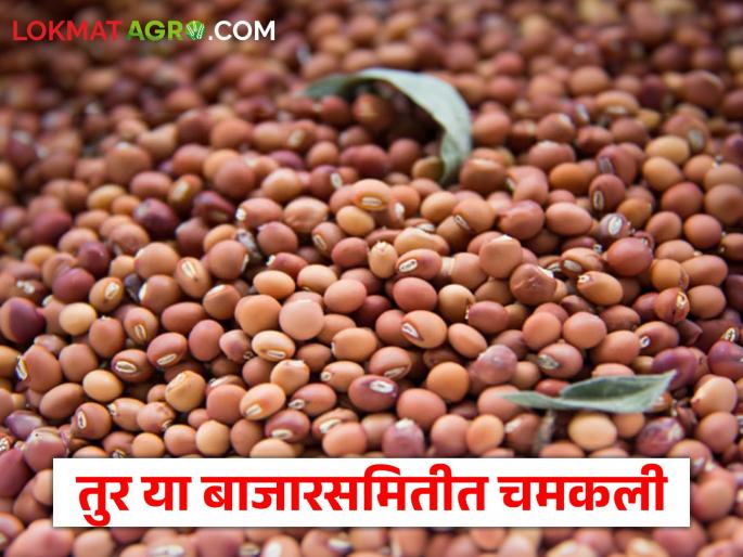 Tur Market: Good price per quintal for tur in most of the market committees, per quintal.. | Tur Market: बहुतांश बाजारसमितींमध्ये तुरीला क्विंटलमागे चांगला दर, क्विंटलमागे.. Tur Market: Good price per quintal for tur in most of the market committees, per quintal.. | Tur Market: बहुतांश बाजारसमितींमध्ये तुरीला क्विंटलमागे चांगला दर, क्विंटलमागे..