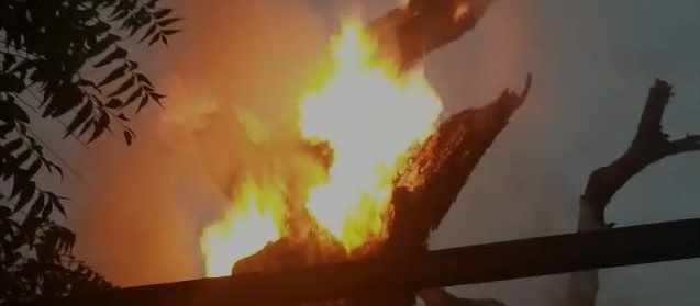 In Yavatmal district, a tree was set on fire to kill a snake | यवतमाळ जिल्ह्यात सापाला मारण्यासाठी लावली चक्क झाडाला आग