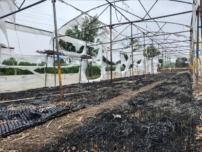 Angapur nursery, polyhouse fire, Loss of six lakhs | अंगापुरात रोपवाटिका, पॉलिहाऊस जळून खाक; सहा लाखांचे नुकसान Angapur nursery, polyhouse fire, Loss of six lakhs | अंगापुरात रोपवाटिका, पॉलिहाऊस जळून खाक; सहा लाखांचे नुकसान
