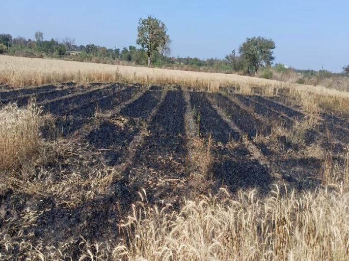 Wheat in the farm was charred by friction in a live electric wire in wardha | विद्युत तारेत घर्षणाने गव्हाचा झाला कोळसा; शेतकऱ्याचा तोंडाशी आलेला घास हिरावला Wheat in the farm was charred by friction in a live electric wire in wardha | विद्युत तारेत घर्षणाने गव्हाचा झाला कोळसा; शेतकऱ्याचा तोंडाशी आलेला घास हिरावला