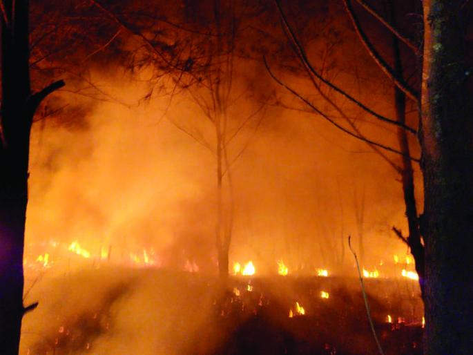 The first fire in the garden | बागवाडीत सुरूच्या बनाला आग : दोन दिवसांनी आग आटोक्यात The first fire in the garden | बागवाडीत सुरूच्या बनाला आग : दोन दिवसांनी आग आटोक्यात