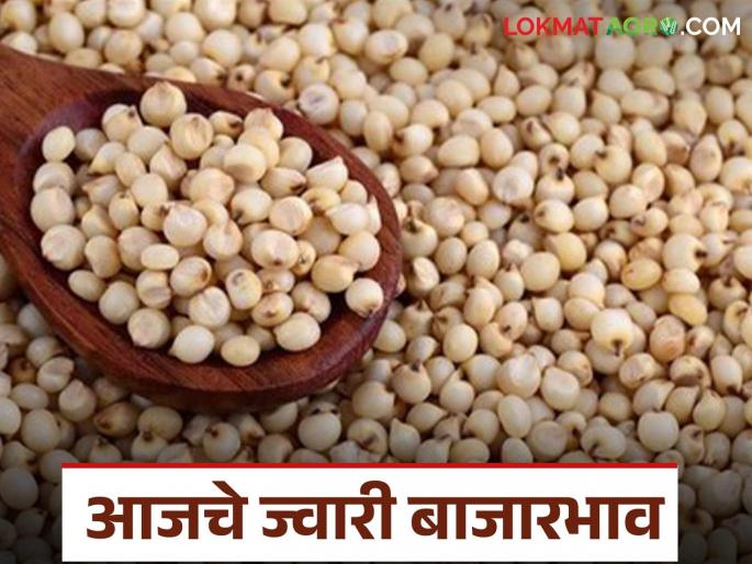 Jwari Bazaar Bhav: What is the situation in the jowar market; Read today's jowar market price | Jwari Bajar Bhav : ज्वारी बाजारात काय आहे स्थिती; वाचा आजचे ज्वारी बाजारभाव Jwari Bazaar Bhav: What is the situation in the jowar market; Read today's jowar market price | Jwari Bajar Bhav : ज्वारी बाजारात काय आहे स्थिती; वाचा आजचे ज्वारी बाजारभाव