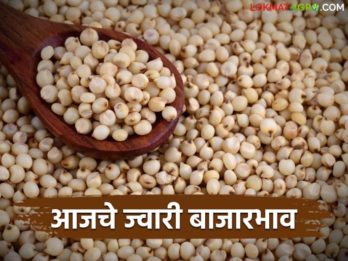 jwari bajar bhav: What is the status of jowar market price in the state; Read today's jowar market price | jwari bajar bhav : ज्वारी बाजार दराची राज्यात काय आहे स्थिती; वाचा आजचे ज्वारी बाजारभाव