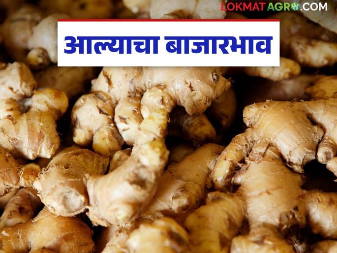 Aale Bajar Bhav: How are the prices of ginger compared to the last two years? | Aale Bajar Bhav : मागील दोन वर्षाच्या तुलनेत आल्याला कसा मिळतोय दर?