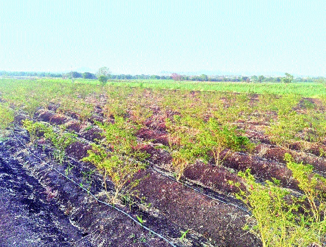 Remuneration to the farmers of the grower by the lottery farmers: Rs. 6000 per quintal; Two years after the hike | आले उत्पादकांना दराची लॉटरी शेतकऱ्यांना दिलासा : क्विंटलला सहा हजार रुपये दर; दोन वर्षांनंतर दरवाढ