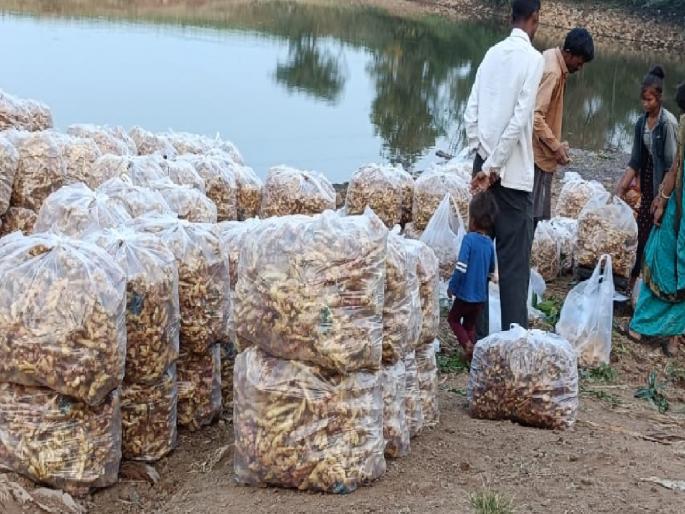 A big fall in the price of ginger crop, the production has also decreased due to tuber | आले पिकाच्या दरातील घसरणीमुळे शेतकऱ्यांची डोकदुखी वाढली, कंदकुजमुळे उत्पादनही घटले 