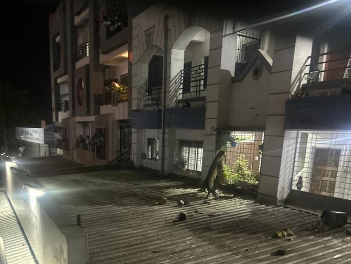At Alephata, a leopard entered a building directly; Two injured, including a forest guard | Pune: आळेफाटा येथे बिबट्या थेट इमारतीत घुसला; वनरक्षकासह दोघे जखमी At Alephata, a leopard entered a building directly; Two injured, including a forest guard | Pune: आळेफाटा येथे बिबट्या थेट इमारतीत घुसला; वनरक्षकासह दोघे जखमी