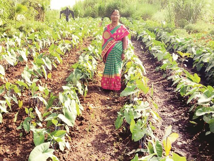 lakhs of rupees income in 'Aalu' leaves farming | पाच गुंठ्यांत सेंद्रिय ‘आळूचे’ लाखाचे उत्पन्न lakhs of rupees income in 'Aalu' leaves farming | पाच गुंठ्यांत सेंद्रिय ‘आळूचे’ लाखाचे उत्पन्न