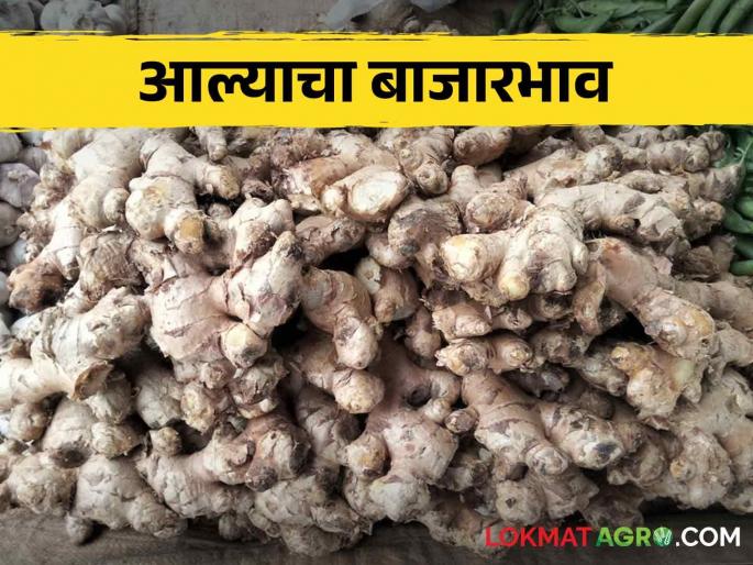 Ginger Price Fluctuations: New ginger fetches higher price than old ginger | Ginger Price Fluctuations नव्या आल्याला मिळतोय जुन्या आल्यापेक्षा जास्तीचा दर Ginger Price Fluctuations: New ginger fetches higher price than old ginger | Ginger Price Fluctuations नव्या आल्याला मिळतोय जुन्या आल्यापेक्षा जास्तीचा दर