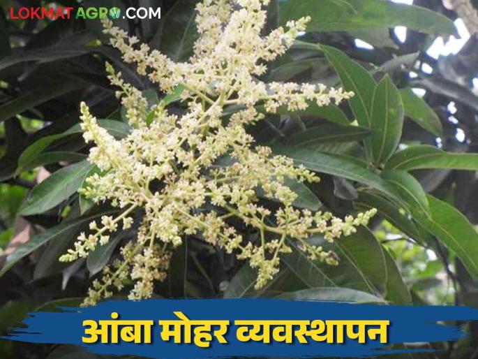 Latest News aamba mohor Manage mango blossom and get more yield see details | Mango Blossom Management : आंबा मोहोर जपा अन् अधिक उत्पादन मिळवा, असे करा व्यवस्थापन  Latest News aamba mohor Manage mango blossom and get more yield see details | Mango Blossom Management : आंबा मोहोर जपा अन् अधिक उत्पादन मिळवा, असे करा व्यवस्थापन