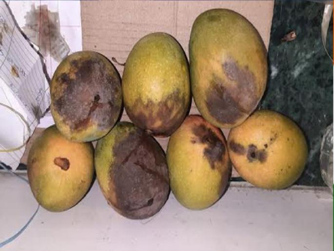 Mango season in trouble due to rains Great loss to farmers and cultivators | आंबा हंगामावर पावसाचे पाणी, शेतकरी-बागायतदार अडचणीत; दर घसरले कर्जाचे हप्ते फेडायचे कसे? Mango season in trouble due to rains Great loss to farmers and cultivators | आंबा हंगामावर पावसाचे पाणी, शेतकरी-बागायतदार अडचणीत; दर घसरले कर्जाचे हप्ते फेडायचे कसे?