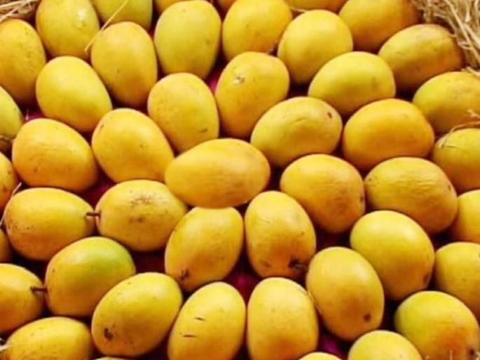 Record arrivals A deluge of mangoes in the market A quarter of a million boxes filed | विक्रमी आवक! बाजारात आंब्याचा महापूर; सव्वा लाख पेट्या दाखल  Record arrivals A deluge of mangoes in the market A quarter of a million boxes filed | विक्रमी आवक! बाजारात आंब्याचा महापूर; सव्वा लाख पेट्या दाखल