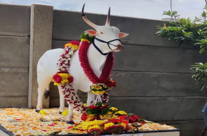 Pune farmer remembered 'MLA' name bull lifetime | लाडका 'आमदार' गेला! आयुष्यभर इमाने इतबारे साथ देणाऱ्या 'आमदारा'ला बळीराजानं 'यादगार' निरोप दिला Pune farmer remembered 'MLA' name bull lifetime | लाडका 'आमदार' गेला! आयुष्यभर इमाने इतबारे साथ देणाऱ्या 'आमदारा'ला बळीराजानं 'यादगार' निरोप दिला