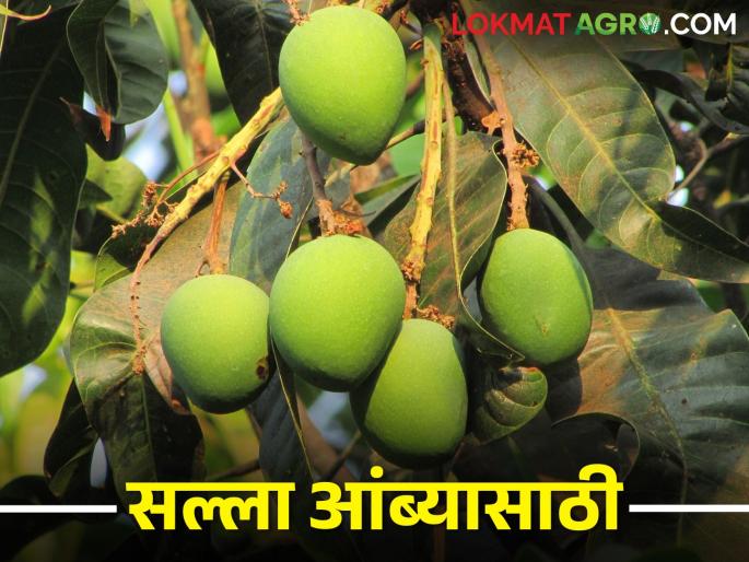 The weather is cloudy, sporadic rains, mango farmers are afraid of loss | हवामान ढगाळ, तुरळक सरी, नुकसानीच्या भीतीने धास्तावला आंबा शेतकरी The weather is cloudy, sporadic rains, mango farmers are afraid of loss | हवामान ढगाळ, तुरळक सरी, नुकसानीच्या भीतीने धास्तावला आंबा शेतकरी