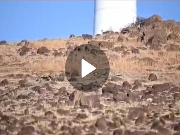 Leopards caught on camera walking one after the other in Ane area of Pune district; Watch the VIDEO | पुणे जिल्ह्यातील आणे परिसरात एकामागोमाग जाताना बिबटे कॅमेऱ्यात कैद; पाहा VIDEO Leopards caught on camera walking one after the other in Ane area of Pune district; Watch the VIDEO | पुणे जिल्ह्यातील आणे परिसरात एकामागोमाग जाताना बिबटे कॅमेऱ्यात कैद; पाहा VIDEO