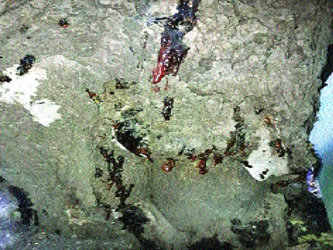 The poisoning of the oak tree again | आरेतील झाडावर पुन्हा विषप्रयोग The poisoning of the oak tree again | आरेतील झाडावर पुन्हा विषप्रयोग