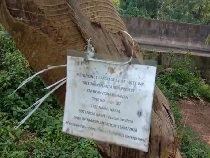 800 of 1800 trees transplanted by Mumbai Metro from aarey forest are dead | मेट्रोसाठी आरेतून स्थलांतरित केलेली 1800 पैकी 800 झाडं मृतावस्थेत 800 of 1800 trees transplanted by Mumbai Metro from aarey forest are dead | मेट्रोसाठी आरेतून स्थलांतरित केलेली 1800 पैकी 800 झाडं मृतावस्थेत