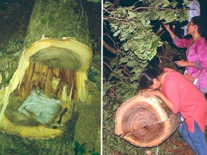 aarey dispute supreme court acknowledges letter of students hearing special bench | SCचा झाडं तोडण्यास मज्जाव; फडणवीस सरकार म्हणे, जेवढी तोडायची होती तेवढी तोडलीत