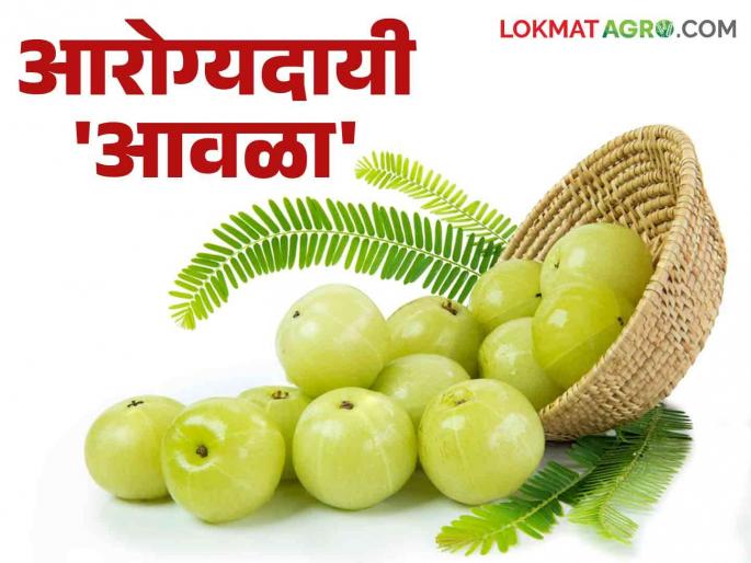 Amla Health Benefits: Eat strengthening amla; Increase immunity  | Amla Health Benefits : बलवर्धक आवळा खा; रोगप्रतिकारक शक्ती वाढवा  Amla Health Benefits: Eat strengthening amla; Increase immunity  | Amla Health Benefits : बलवर्धक आवळा खा; रोगप्रतिकारक शक्ती वाढवा