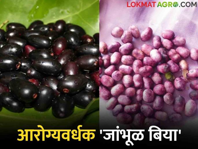 If you are throwing seeds after eating jambhul, stop? jamun seeds are more beneficial for health than jambhul | जांभूळ खाऊन बिया फेकत असाल तर थांबा ? जांभूळ बिया आहेत आरोग्यास जांभळापेक्षा अधिक फायद्याच्या If you are throwing seeds after eating jambhul, stop? jamun seeds are more beneficial for health than jambhul | जांभूळ खाऊन बिया फेकत असाल तर थांबा ? जांभूळ बिया आहेत आरोग्यास जांभळापेक्षा अधिक फायद्याच्या
