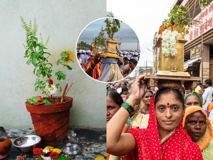 Ashadhi Ekadashi 2025, Tulsi is known for many things, see why basil is so important | दारी तुळस हिरवीगार..! आषाढ वारी नी तुळशीचं नातं खास, विठोबाला प्रिय तुळशीचं महत्त्वच मोठं..