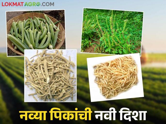 latest news Agricultural News: Musk okra, Ashwagandha now in Shivara! Farmers will conduct new experiments Read in detail | Agricultural News: कस्तुरी भेंडी, अश्वगंधा आता शिवारात! शेतकरी करणार नवे प्रयोग वाचा सविस्तर