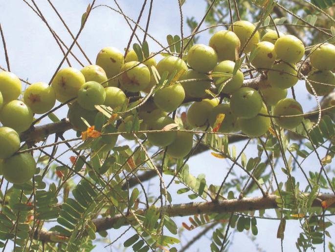 Inadequate processing industries; farmer faces problems | प्रक्रिया उद्योगाअभावी आवळा उत्पादक शेतकरी संकटात! Inadequate processing industries; farmer faces problems | प्रक्रिया उद्योगाअभावी आवळा उत्पादक शेतकरी संकटात!