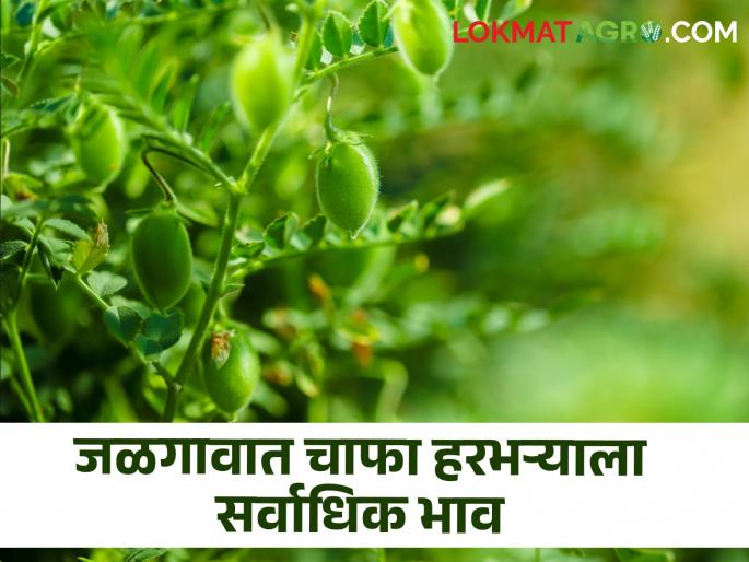 The highest price for Chafa gram in Jalgaon, where are the prices going? | जळगावात चाफा हरभऱ्याला सर्वाधिक भाव, कुठे काय चाललेत भाव?  The highest price for Chafa gram in Jalgaon, where are the prices going? | जळगावात चाफा हरभऱ्याला सर्वाधिक भाव, कुठे काय चाललेत भाव?